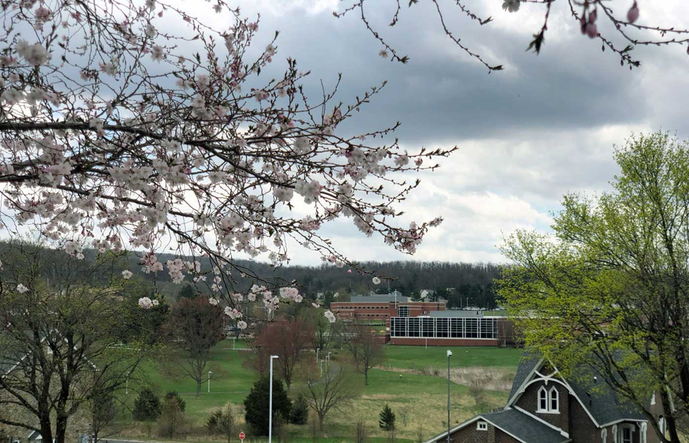 Cherry Blossoms Overlooking the DUC