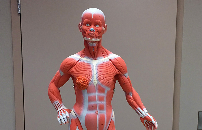 Trexler Library Anatomical Model